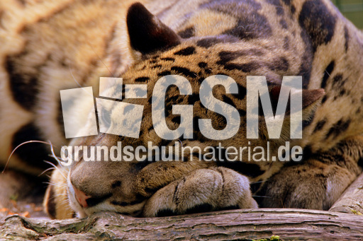 Nebelparder (10).jpg